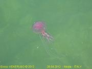 3 - Medusa - Jellyfish